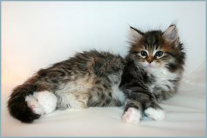 Male Siberian Kitten from Deedlebug Siberians